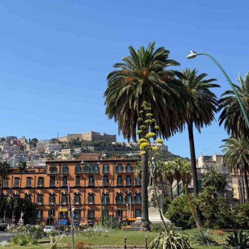 Palmen napoli - Uitzicht vanaf Vomero