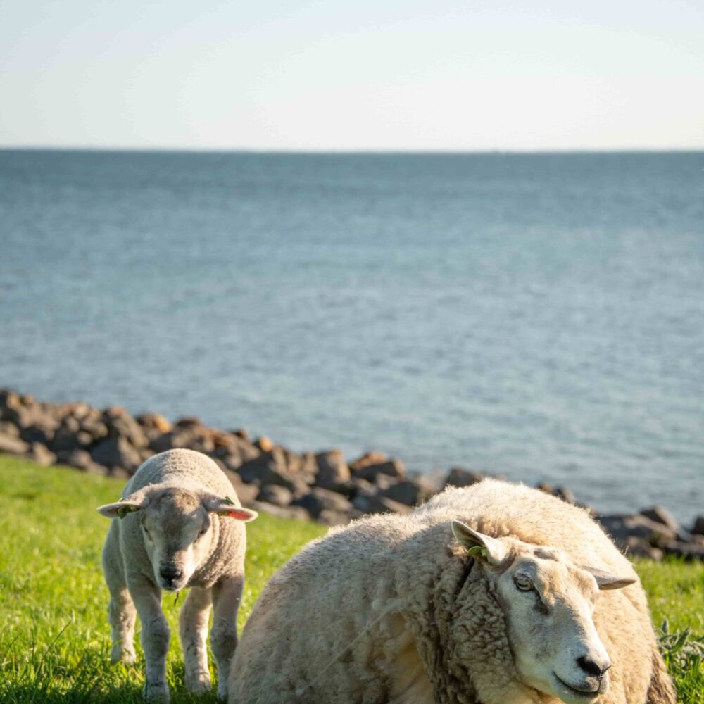 Schaapjes friesland - Navigeren onderweg